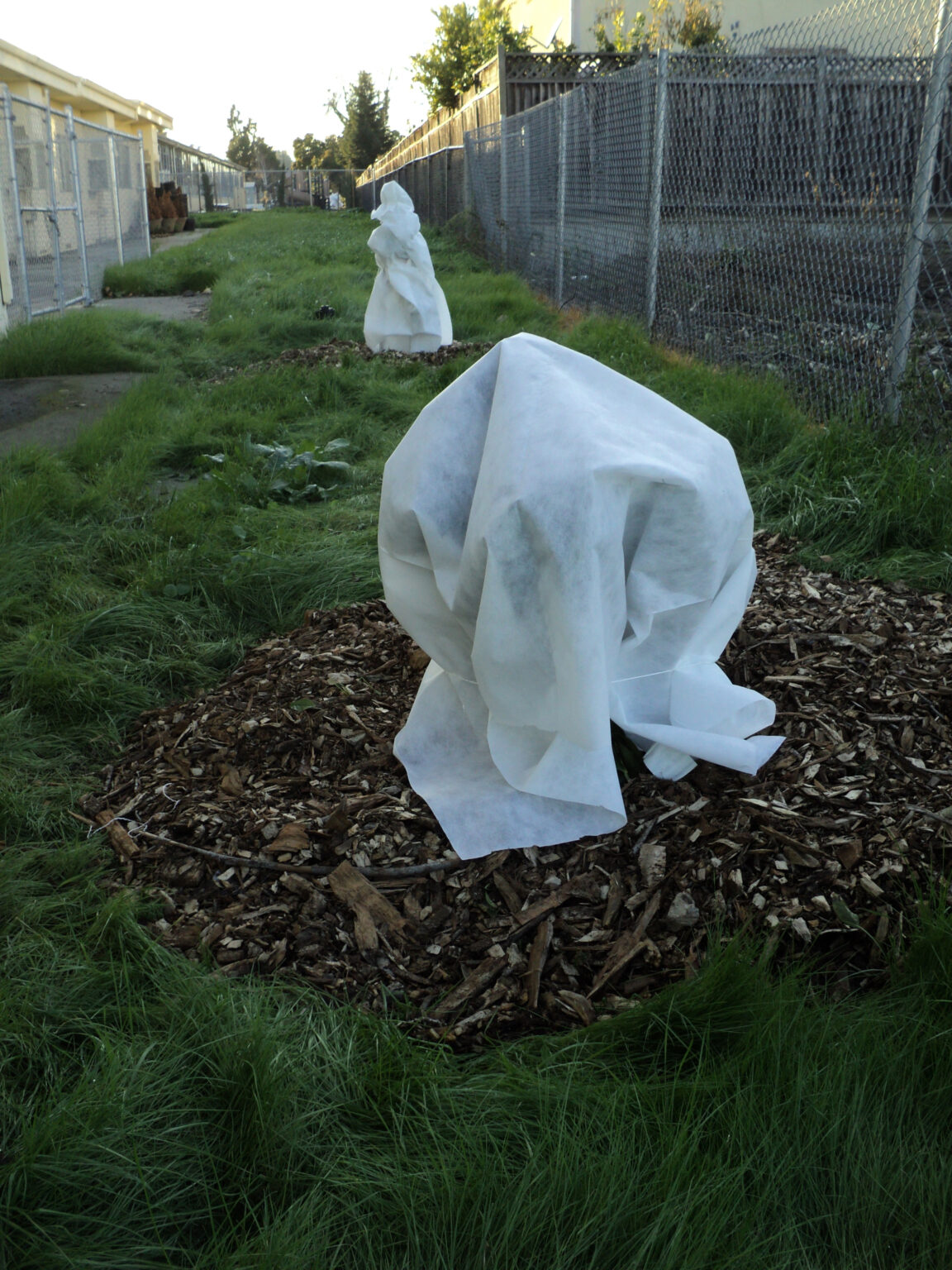 How to Care for Your Tree During the Winter Texas Trees Foundation