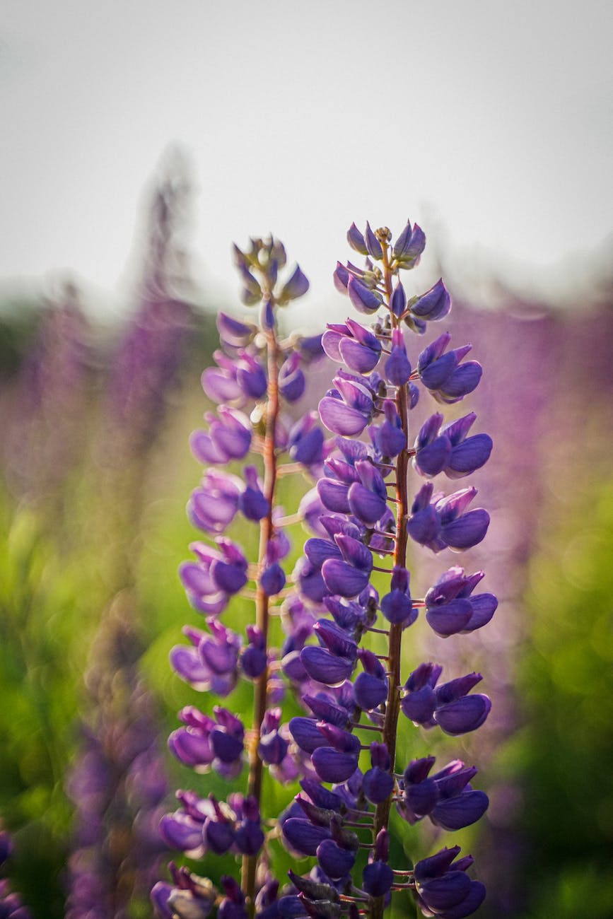 field flowers summer purple