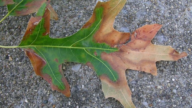 Scorched leaf
