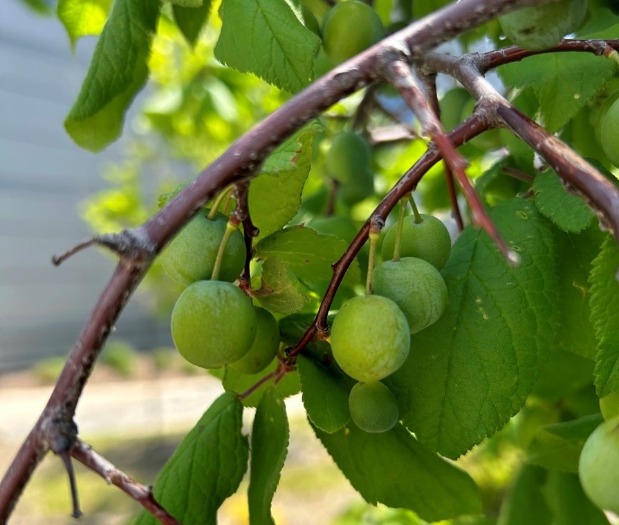 Unripe fruit on a Mexican Plum tree- Image by Lindsay Hoot