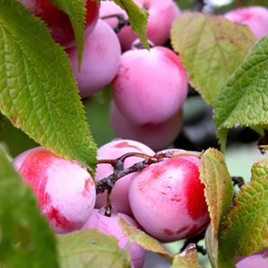 Fall ripened fruit on Mexican plum tree- Image from neilsperry.com