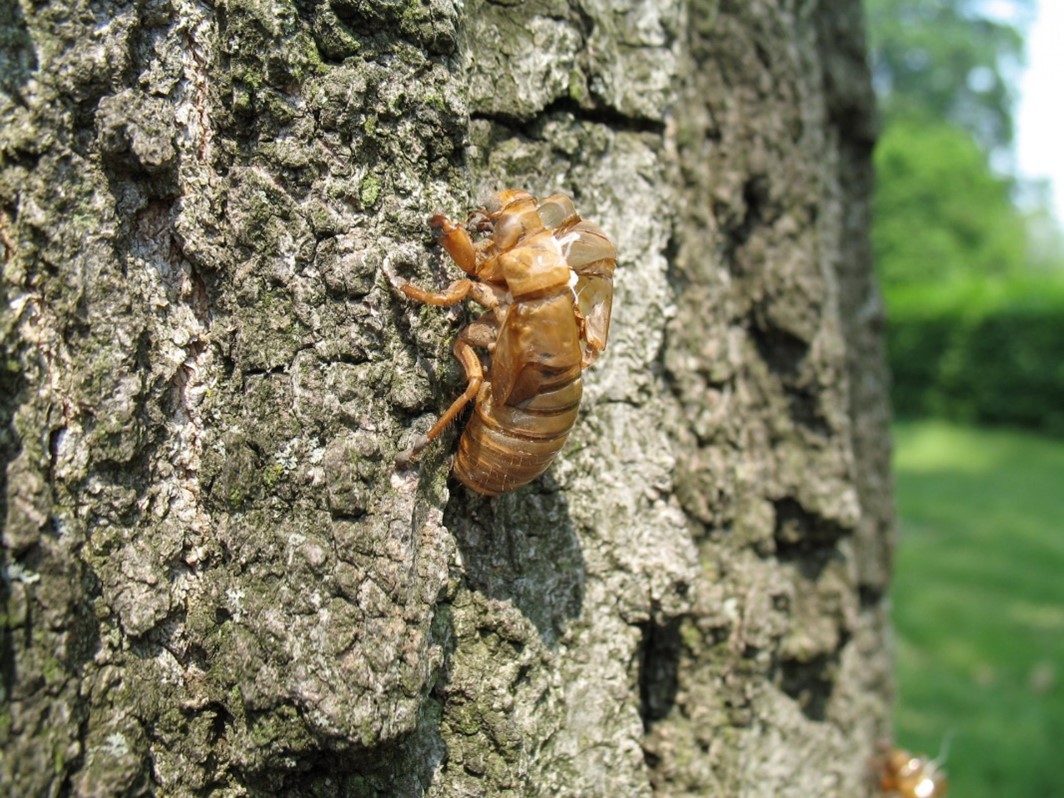 Cicada Shell left by a developing cicada. After breaking out of this shell, the cicada has wings. Image by The Morton Arboretum.
