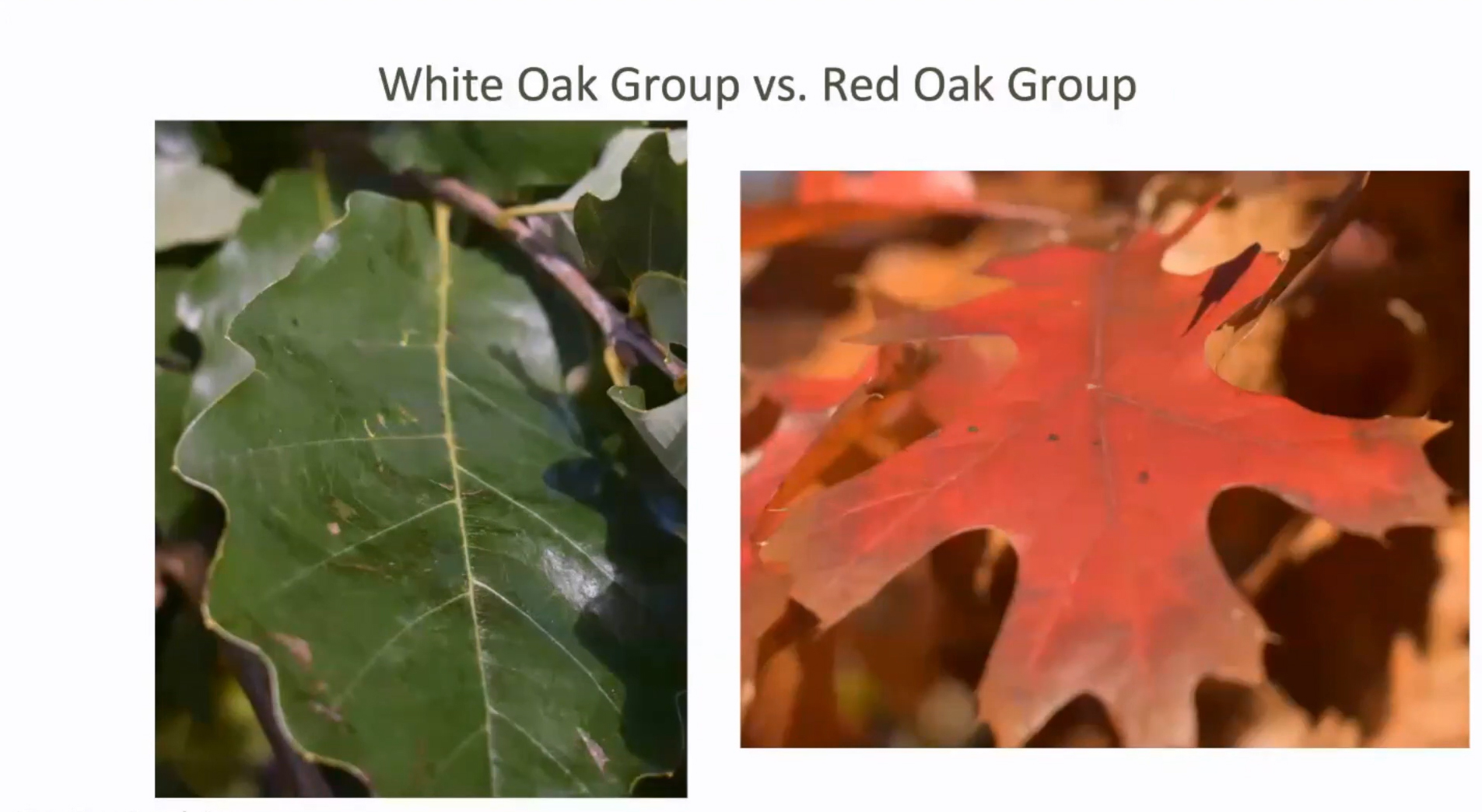 White Oak Red Oak