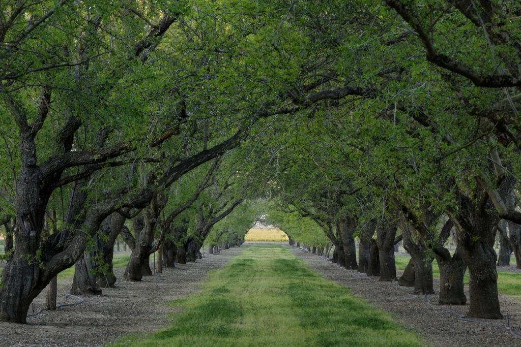Yolo County Fruit Orchard
