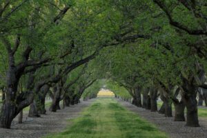 Yolo County Fruit Orchard
