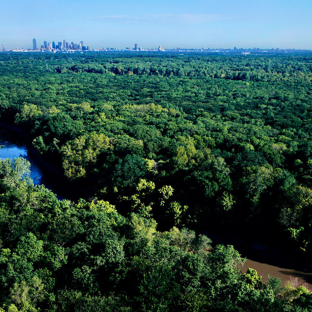 dallashatestrees1 dallashatestrees1